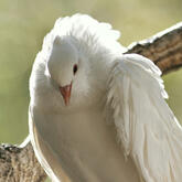 Dove of Love